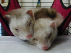 ２本仲良く
クーたんとみゅうのツーショット。この頃はまだクーたんとみゅうだけだったんだよねぇ。
